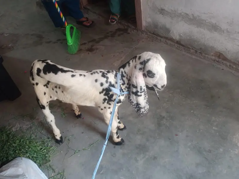 Desi Bakra — photo 2