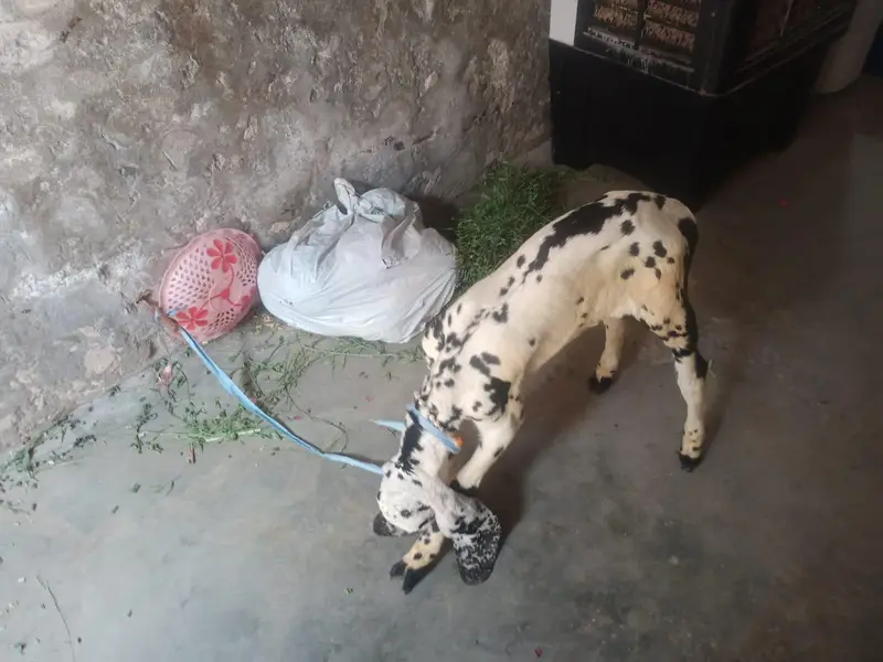 Desi Bakra — photo 3