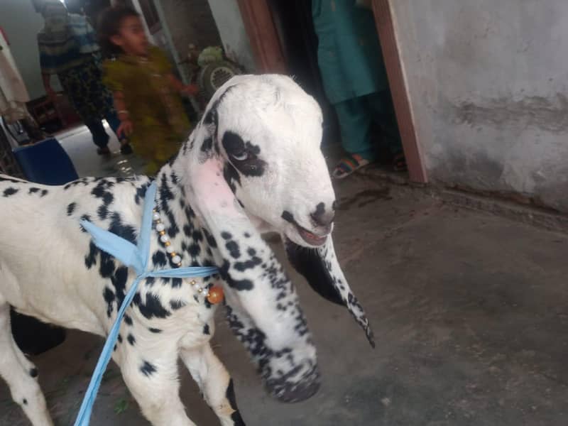 Desi Bakra 3