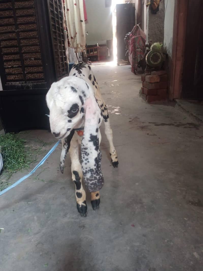 Desi Bakra 4