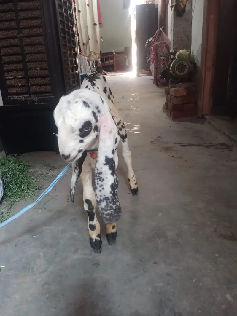 Desi Bakra — photo 5