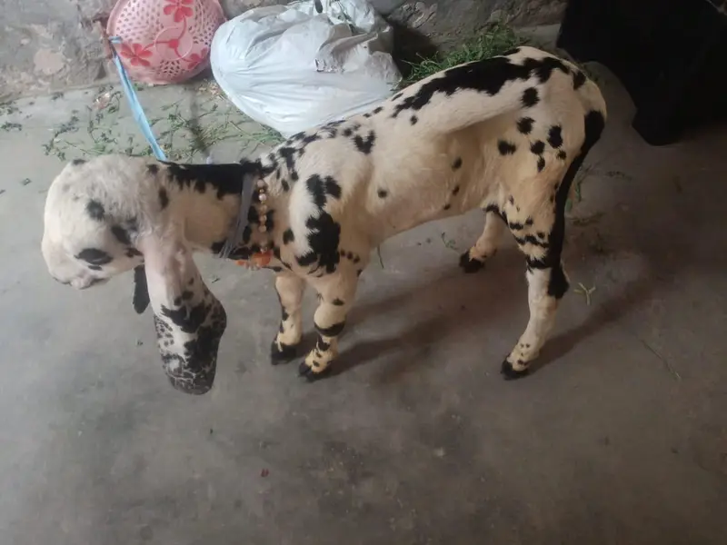 Desi Bakra — photo 6