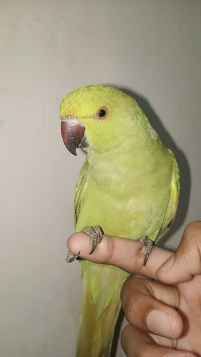 YOUNG MALE PARROT