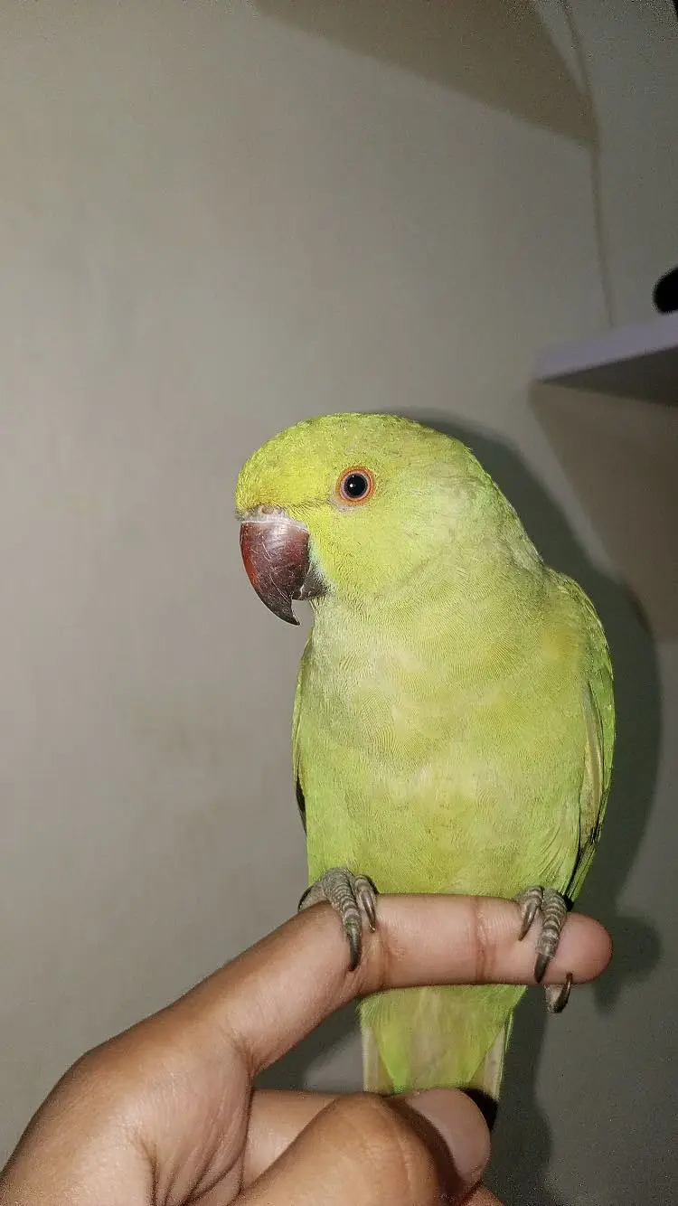 YOUNG MALE PARROT — photo 2