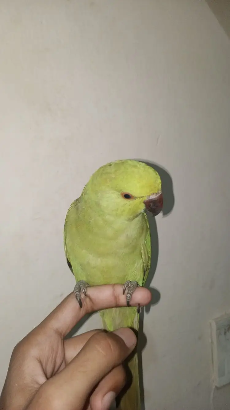YOUNG MALE PARROT — photo 3