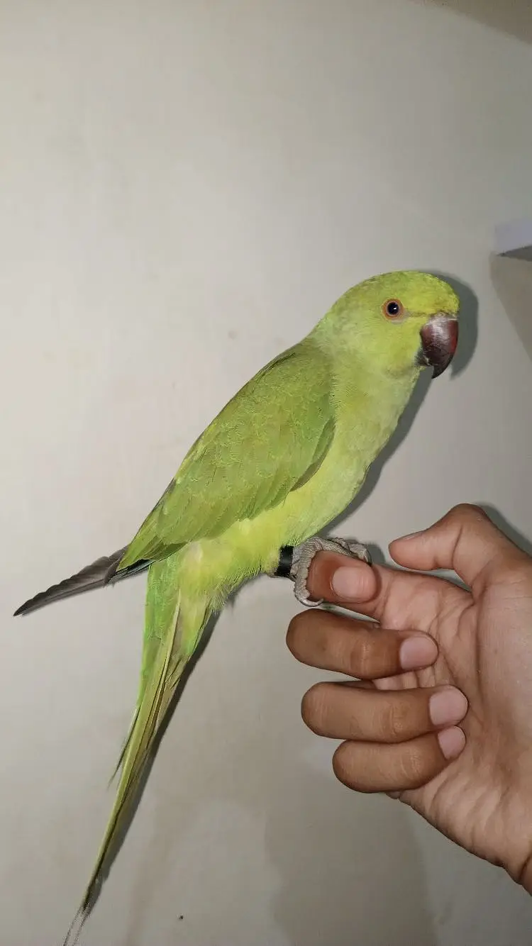 YOUNG MALE PARROT — photo 6