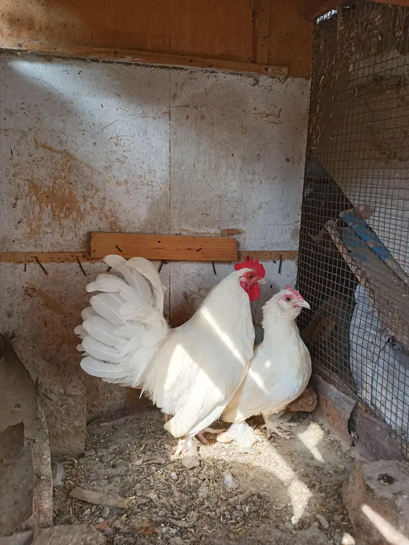 japanese white golden — photo 2