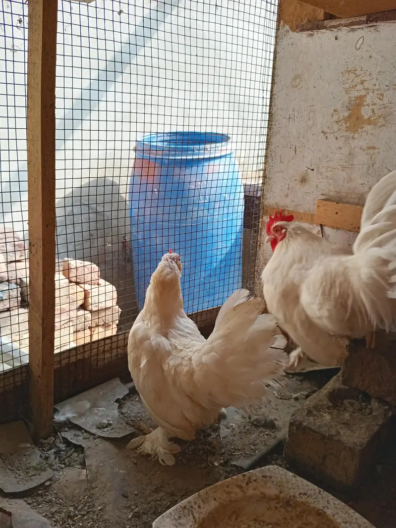 japanese white golden — photo 3