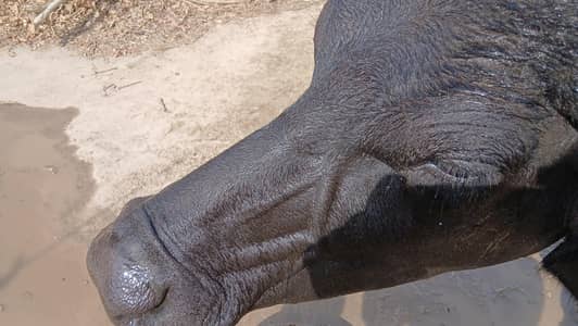 Buffalo