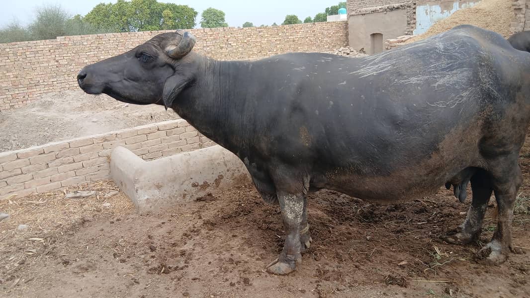 Buffalo 1