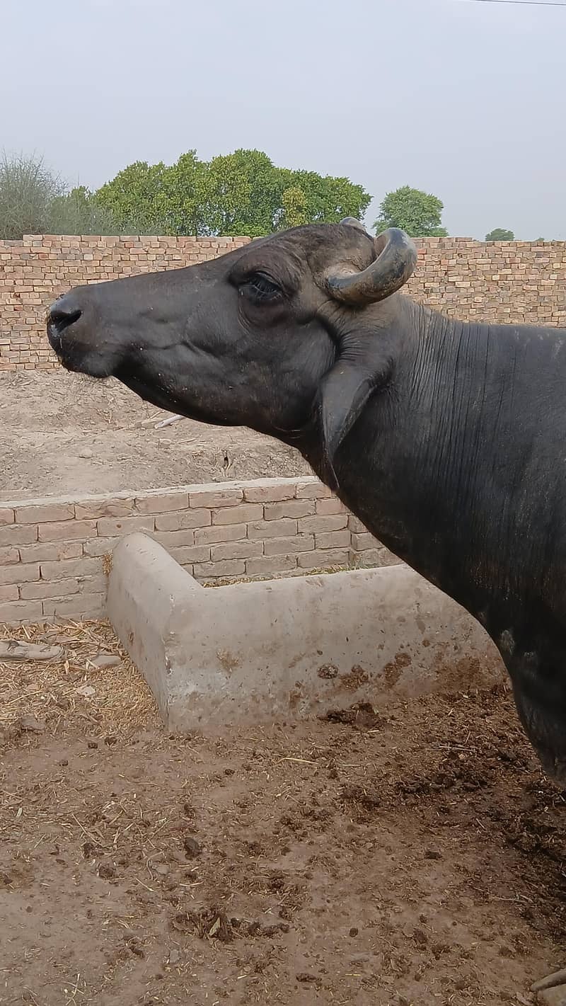 Buffalo 2