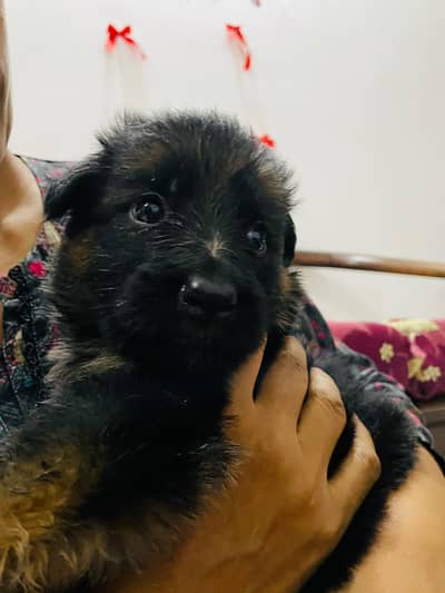 German Shepard Puppies