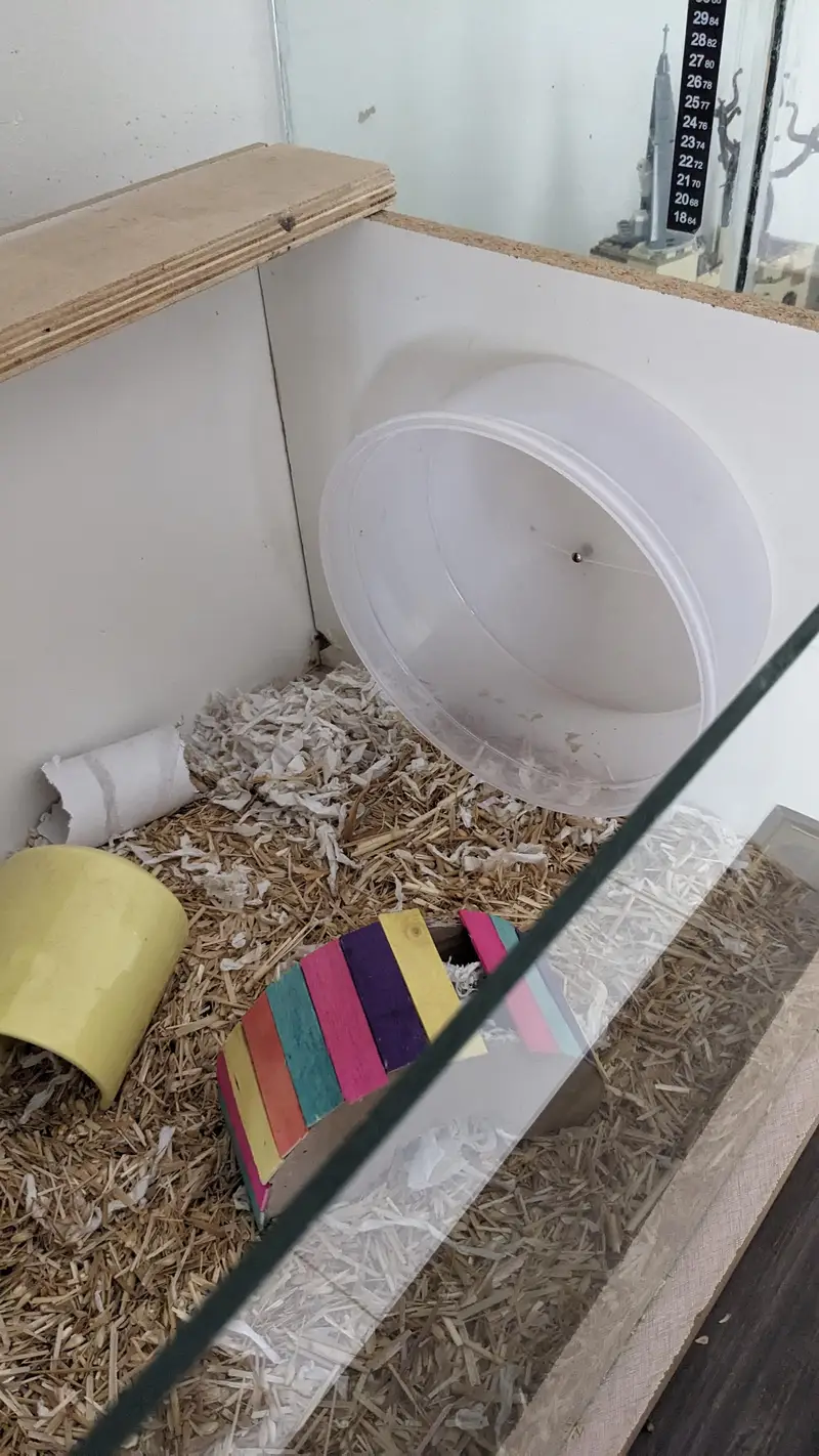 Hamster with enclosure and wheel — photo 5
