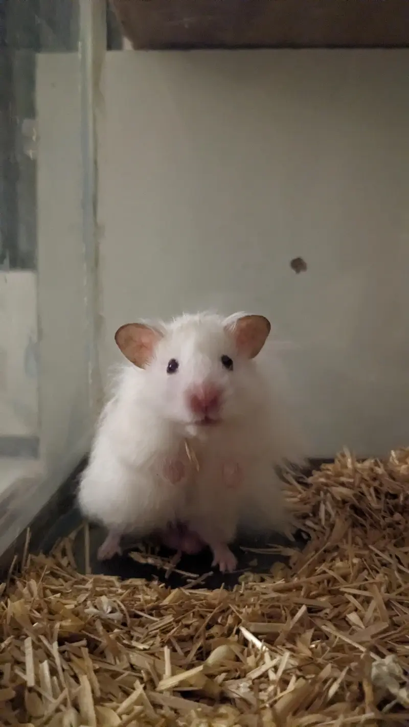 Hamster with enclosure and wheel — photo 6