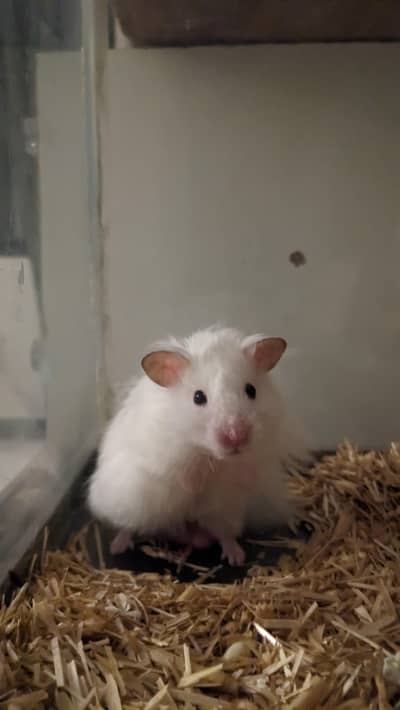 Hamster with enclosure and wheel