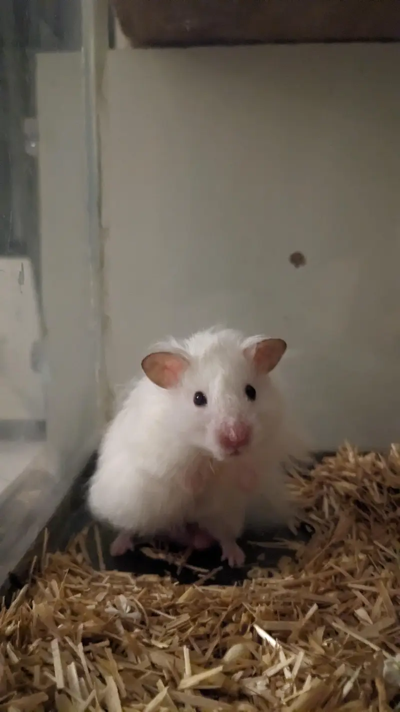 Hamster with enclosure and wheel