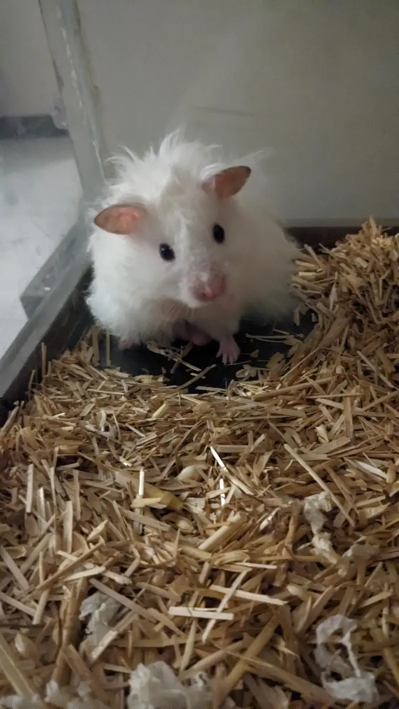 Hamster with enclosure and wheel — photo 7