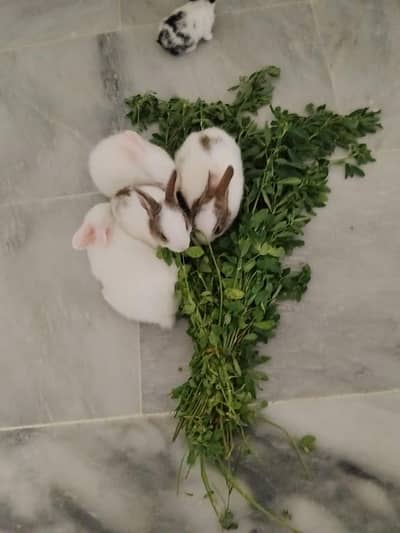 rabbit babies
