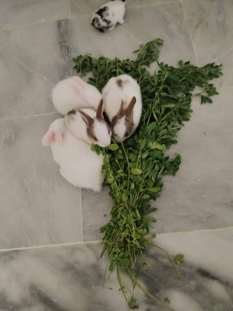 rabbit babies 0