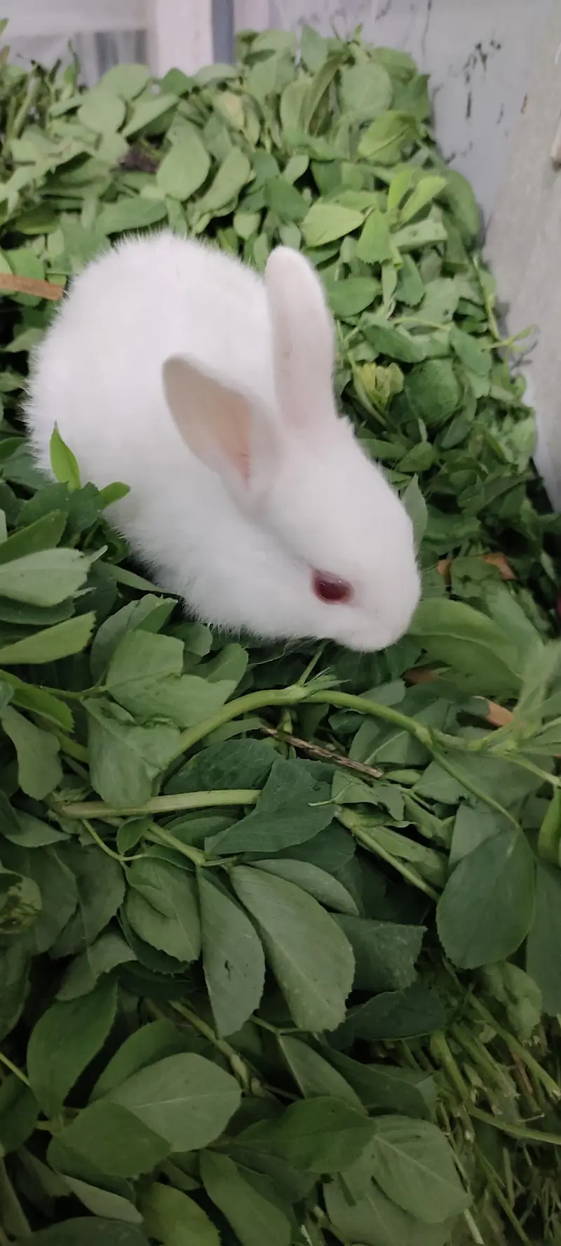rabbit babies — photo 2