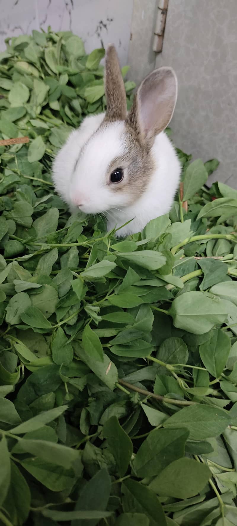 rabbit babies 2