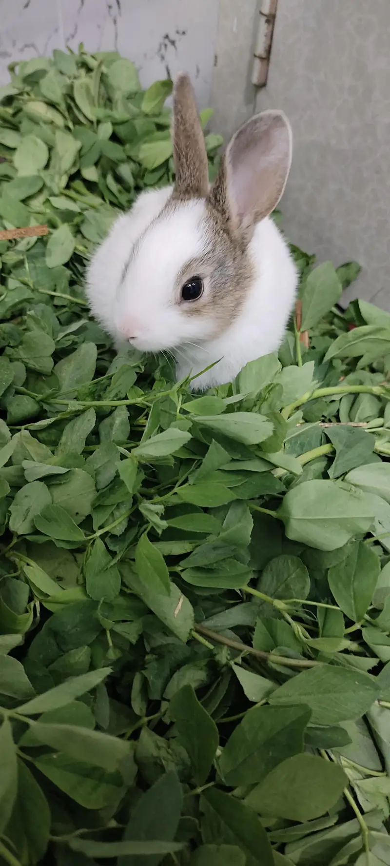 rabbit babies — photo 3