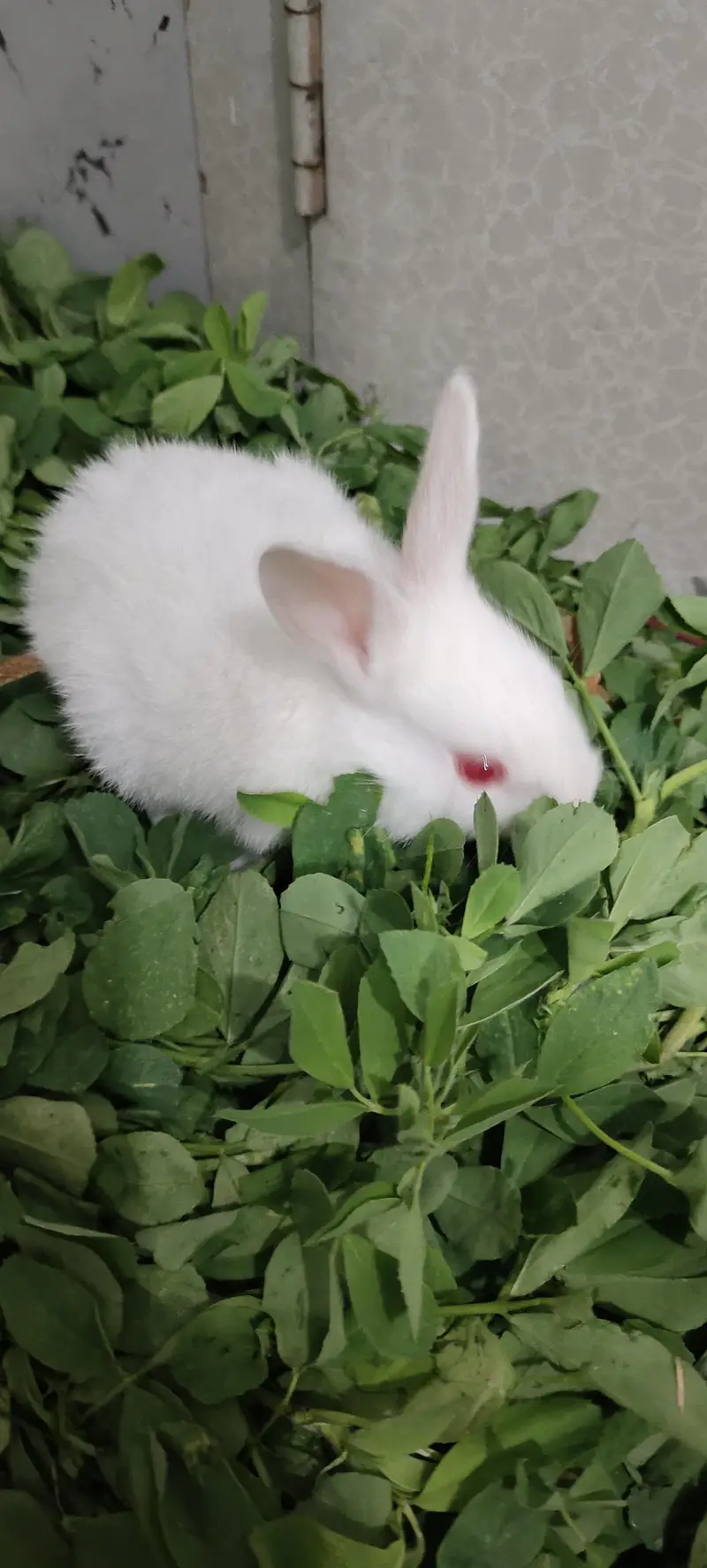 rabbit babies — photo 4