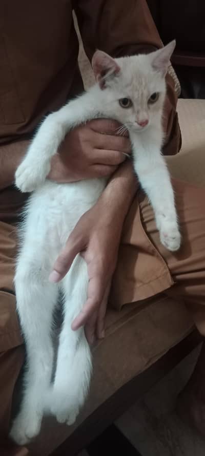 double coated Persian