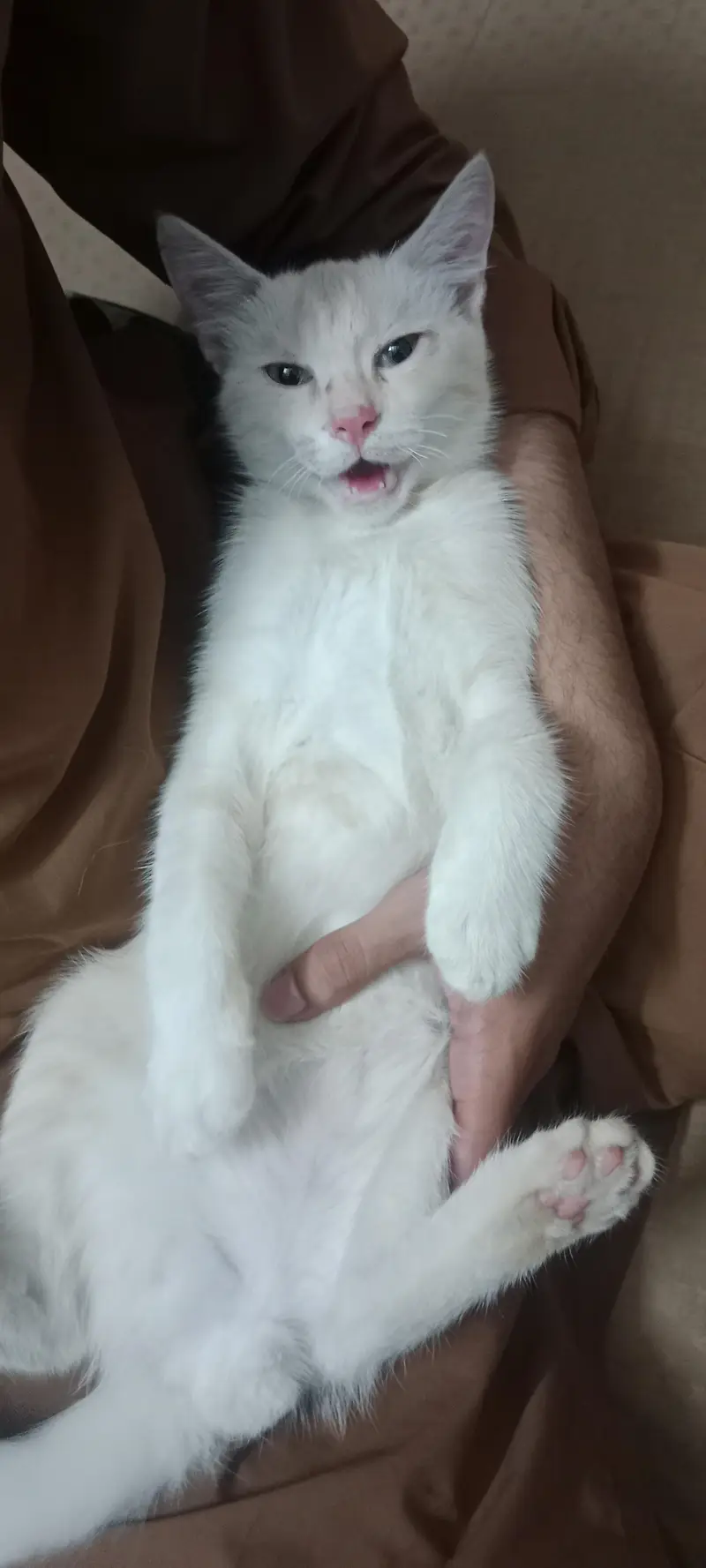 double coated Persian — photo 2