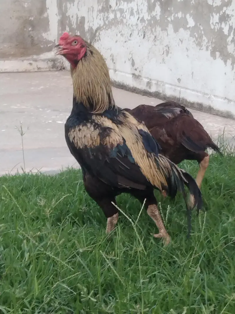 aseel sawa murga chorus nali — photo 8