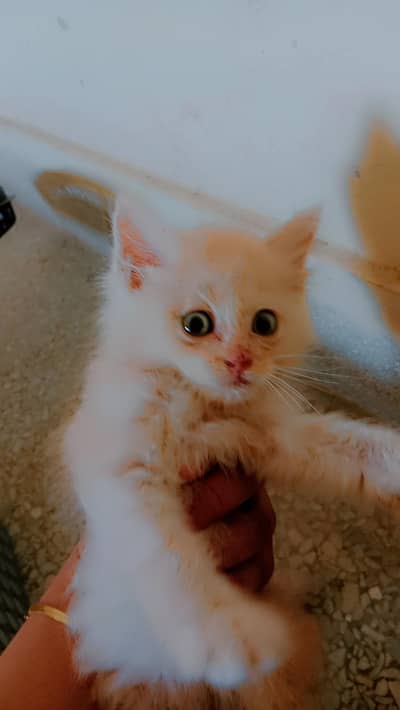 Persian triple coat kitten with accessire in beige color