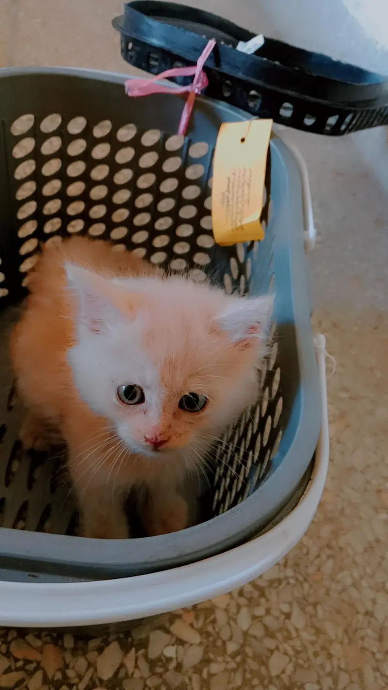 Persian triple coat kitten with accessire in beige color — photo 2