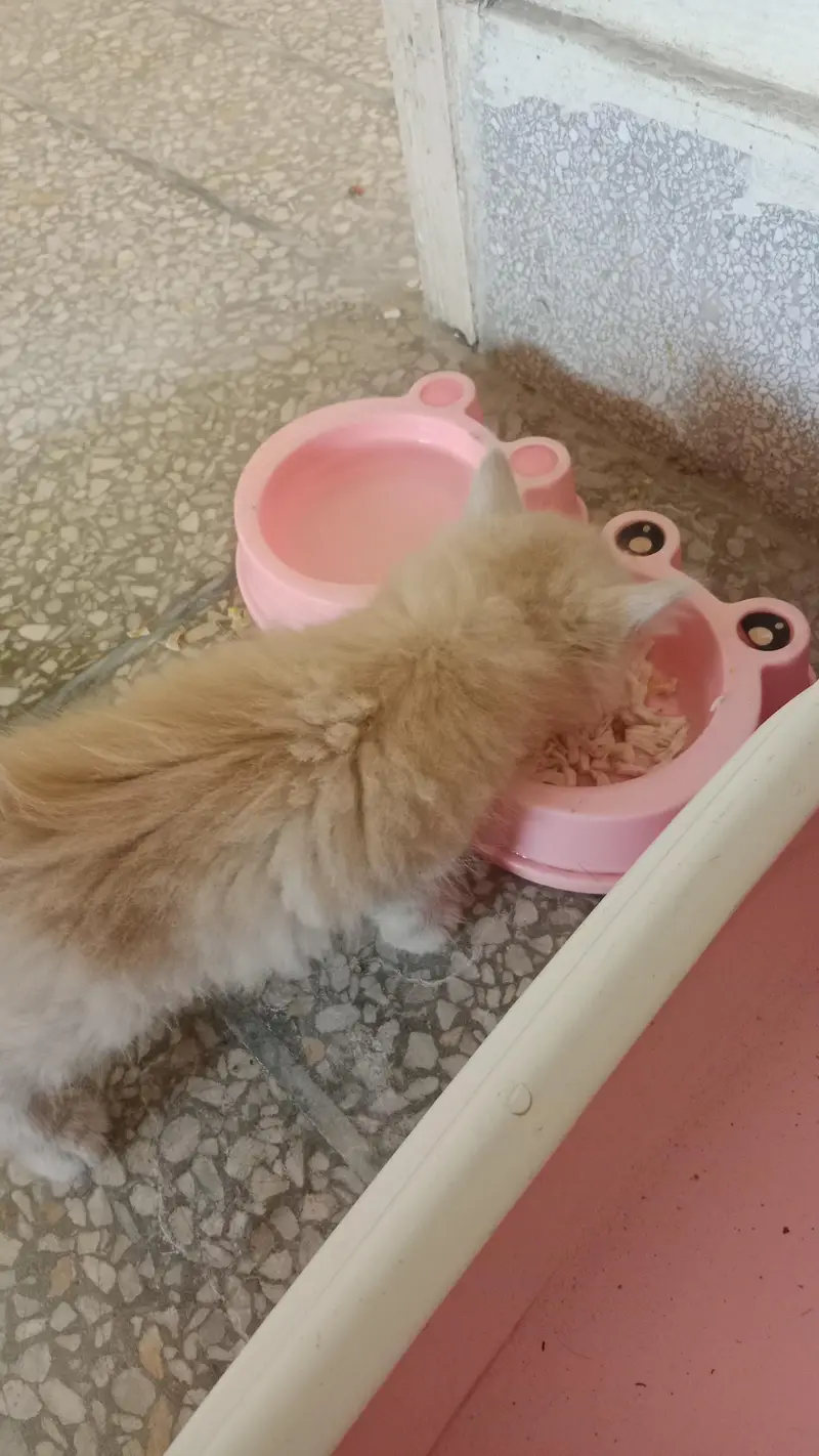 Persian triple coat kitten with accessire in beige color — photo 5