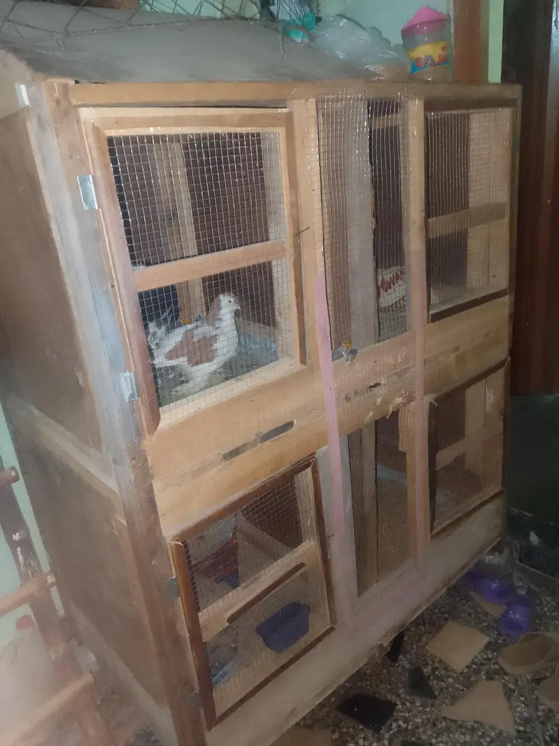 2 Wood Cages And Fancy Pigeons — photo 2