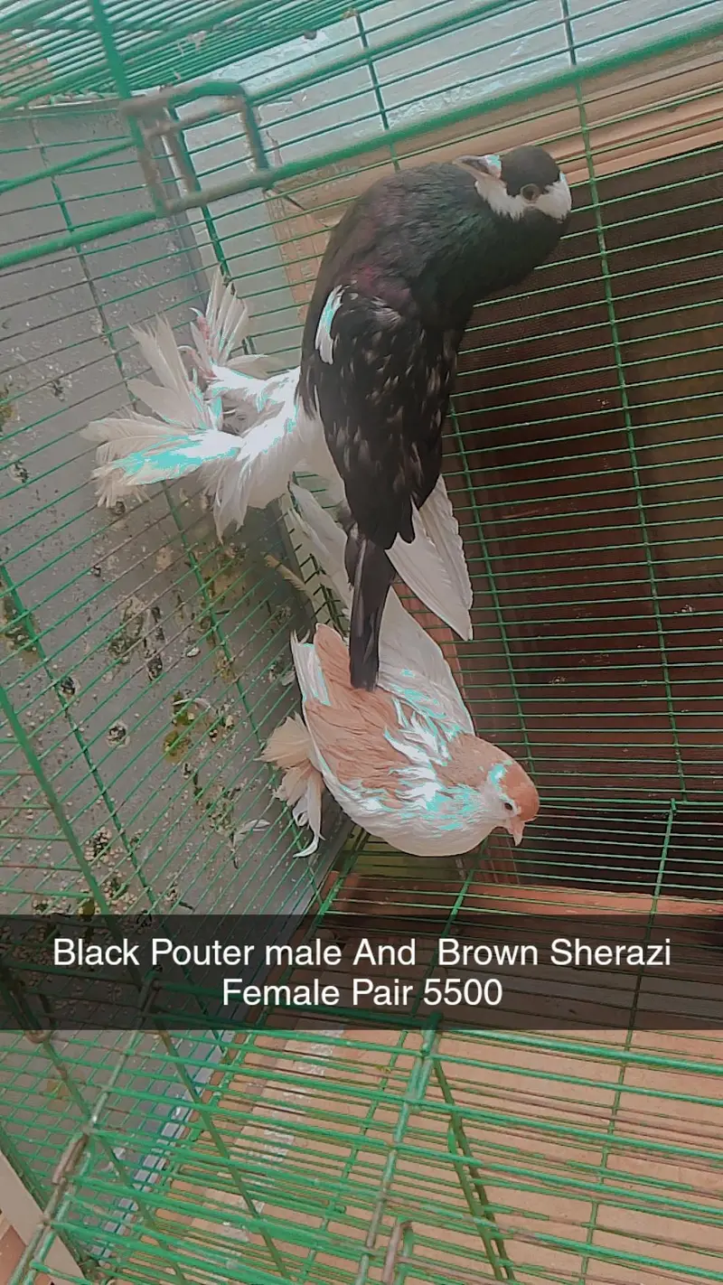 2 Wood Cages And Fancy Pigeons — photo 9