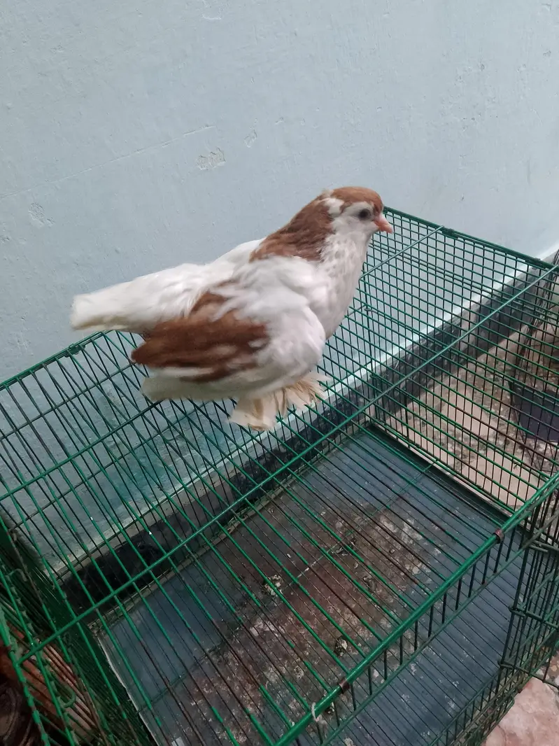 2 Wood Cages And Fancy Pigeons — photo 10