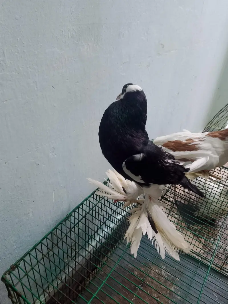 2 Wood Cages And Fancy Pigeons — photo 11