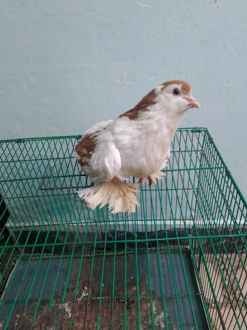 2 Wood Cages And Fancy Pigeons — photo 12