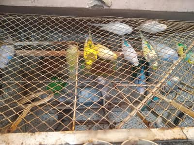 budgies 6 pairs