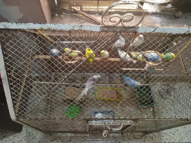 budgies 6 pairs — photo 2