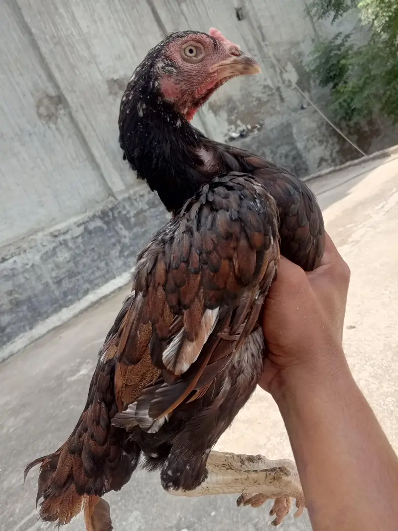 aseel murga murgian for sale 03418538942 — photo 3