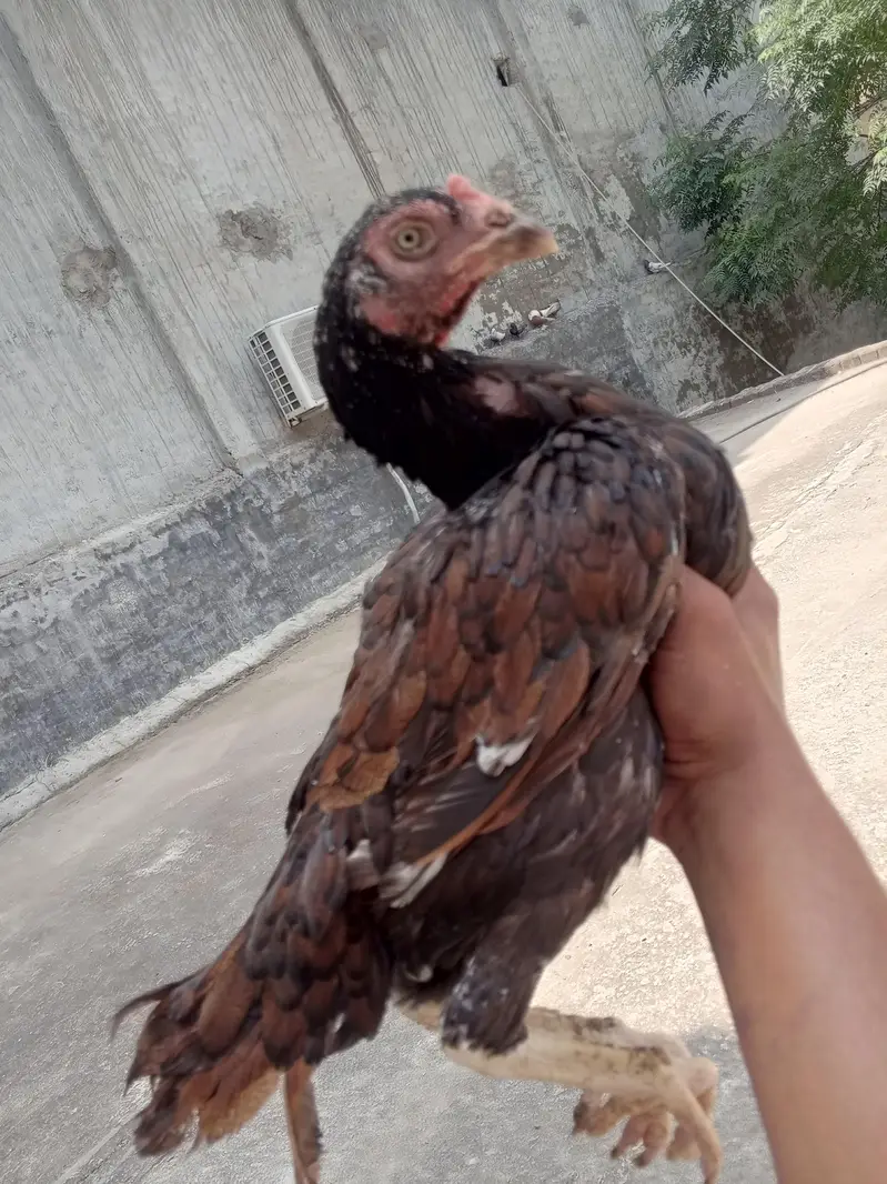 aseel murga murgian for sale 03418538942 — photo 4