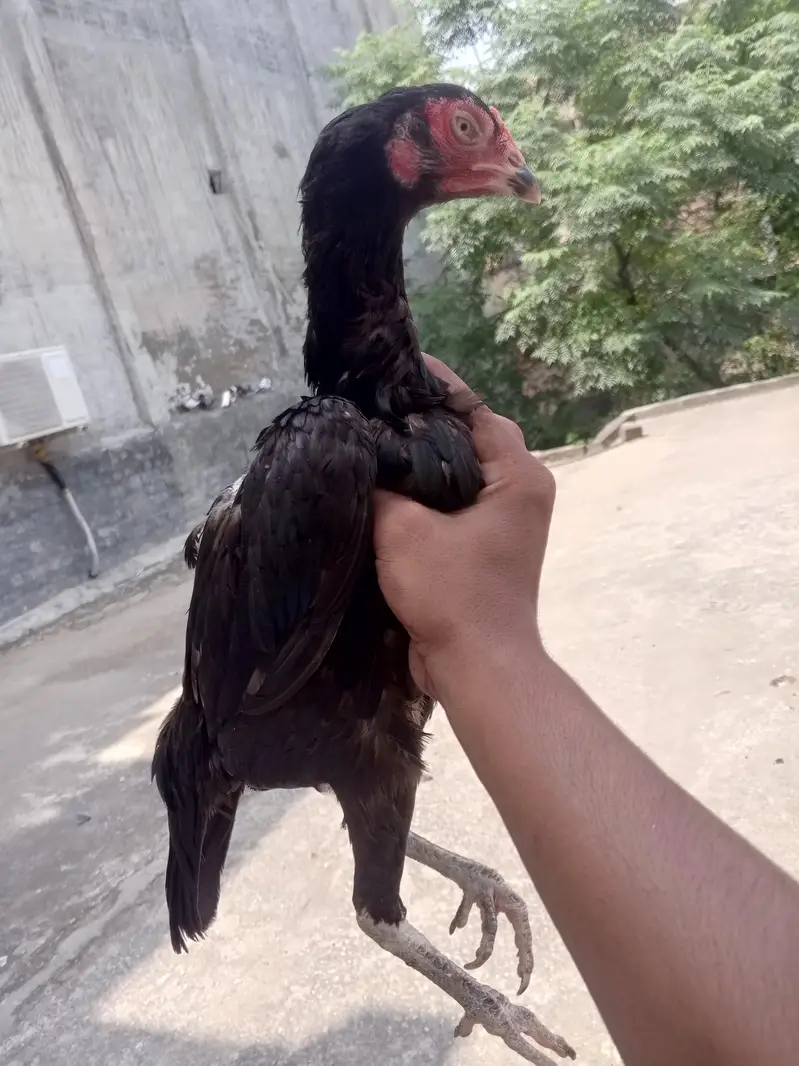 aseel murga murgian for sale 03418538942 — photo 6