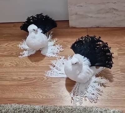 Indian Faintail Pigeon - Fancy Pigeon ( لکا کبوتر جوڑا )