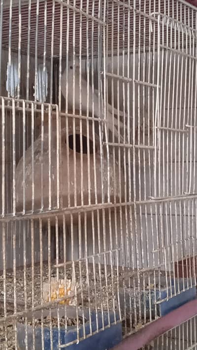 All birds sale