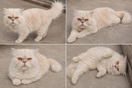 Stud male for sale