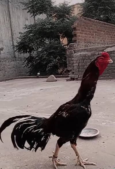 aseel murga murgian for sale 03418538942