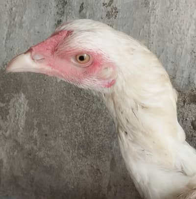 Qulaity heeri Murgi for sale