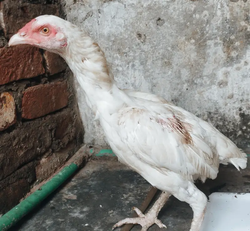 Qulaity heeri Murgi for sale — photo 2