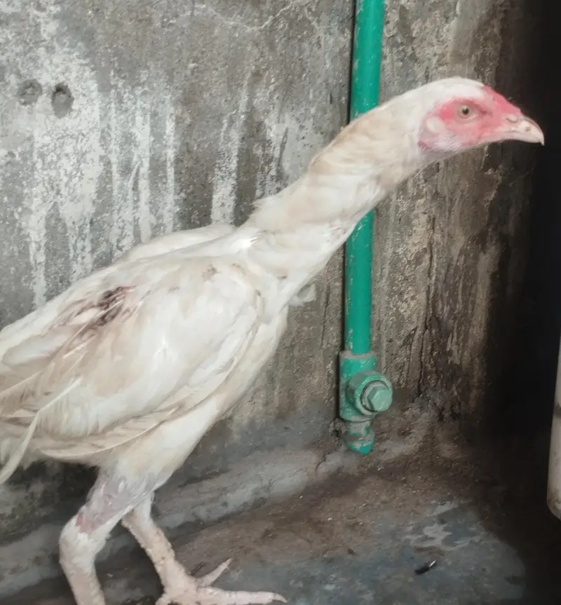 Qulaity heeri Murgi for sale — photo 3